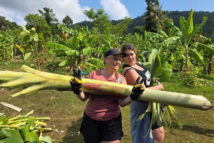 Samui: Elephant Jungle experience & The First Elephant Museum — photo 2