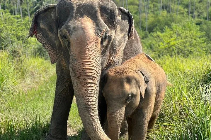 Samui: Elephant Jungle experience & The First Elephant Museum — photo 3