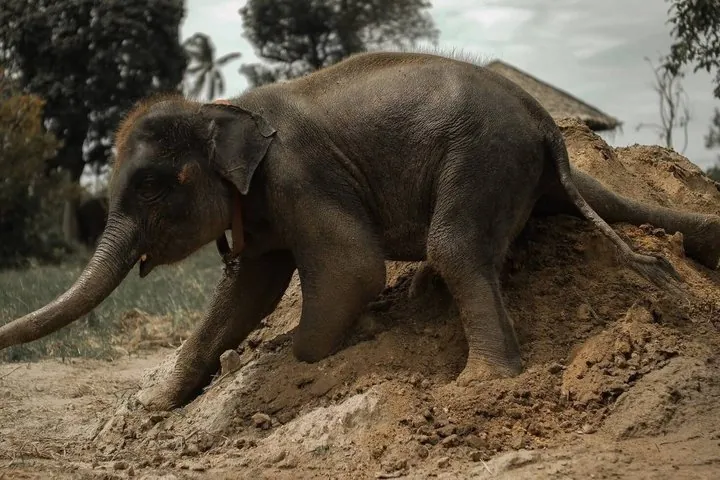 Samui: Elephant Jungle experience & The First Elephant Museum — photo 4