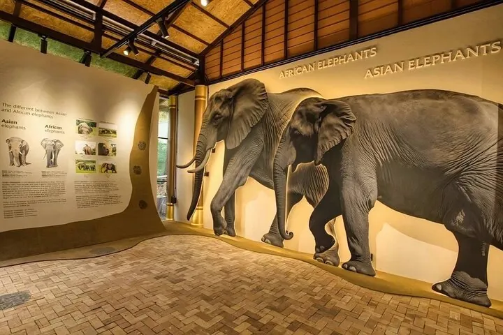 Samui: Elephant Jungle experience & The First Elephant Museum — photo 5