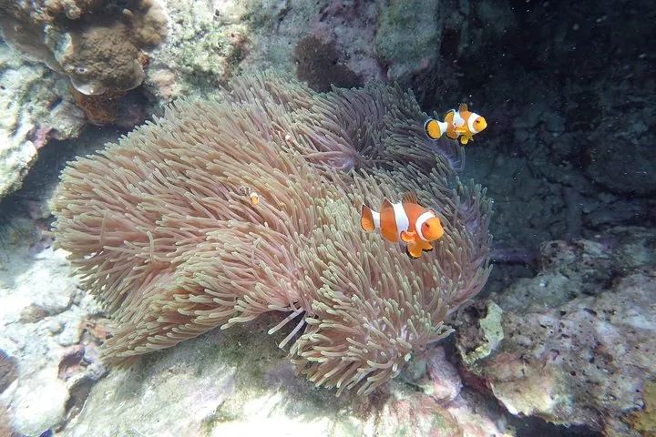 Spot colorful fish and Sea Anemones