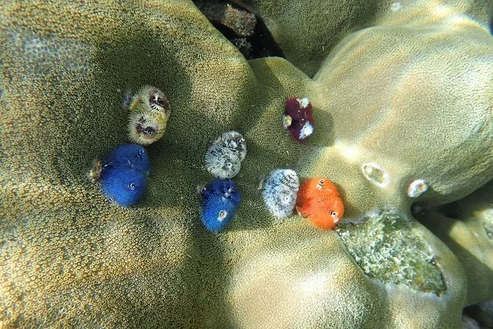 Spot colourful corals