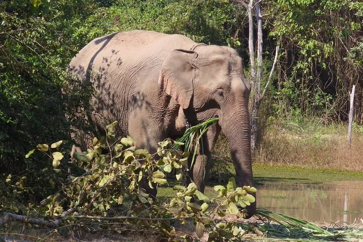 Wildlife Rescue Center and Elephant Refuge Tour, Hua Hin